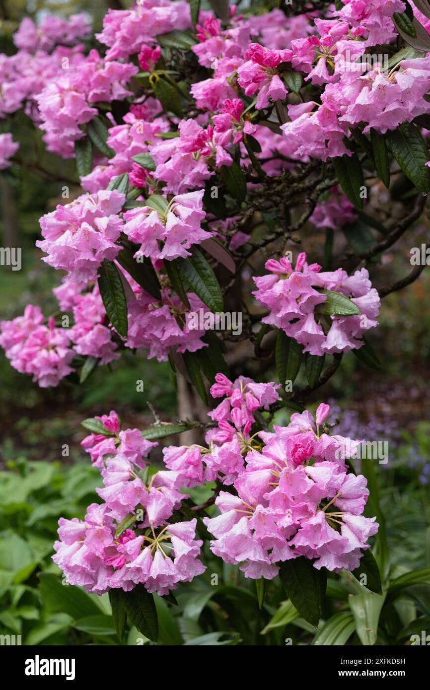 rhododendron silver dane Ellie Sather main image 1