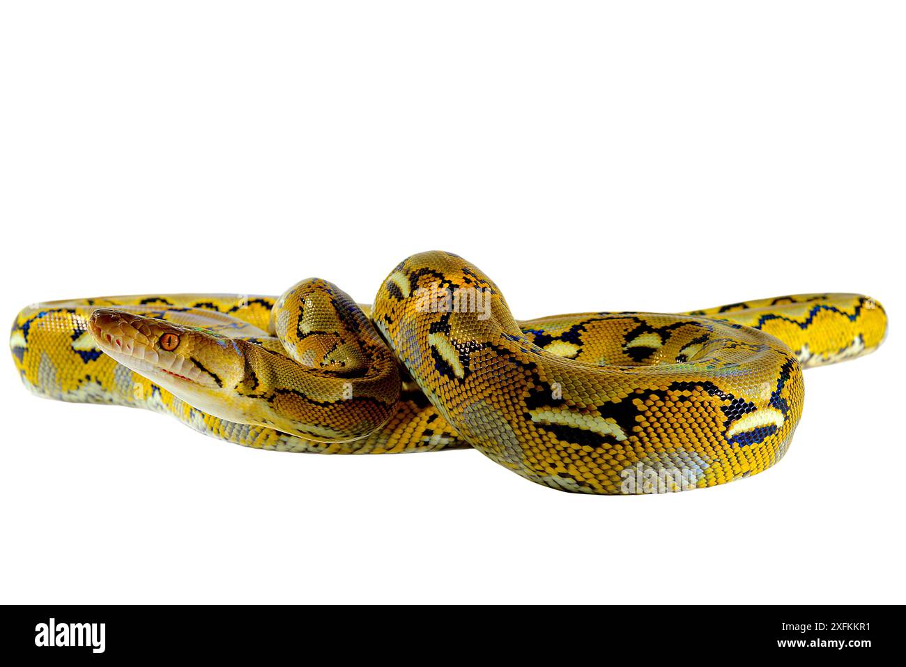 Dwarf reticulated python (Malayopython reticulatus saputrai) on white ...