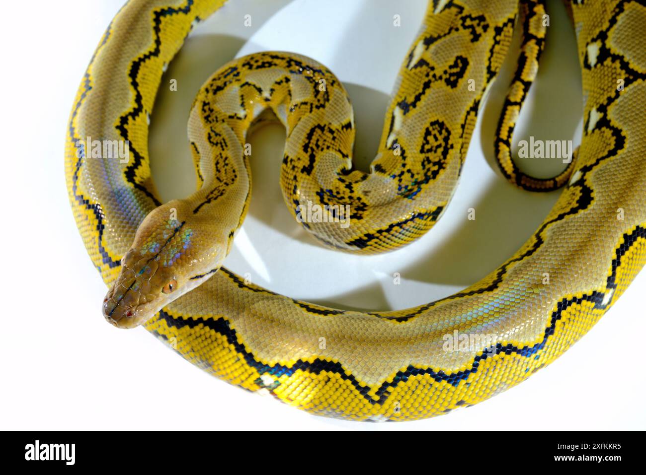 Dwarf reticulated python (Malayopython reticulatus saputrai) on white ...