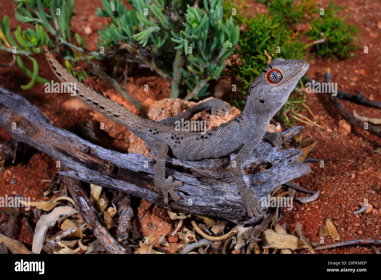 Dead gecko hi-res stock photography and images - Alamy
