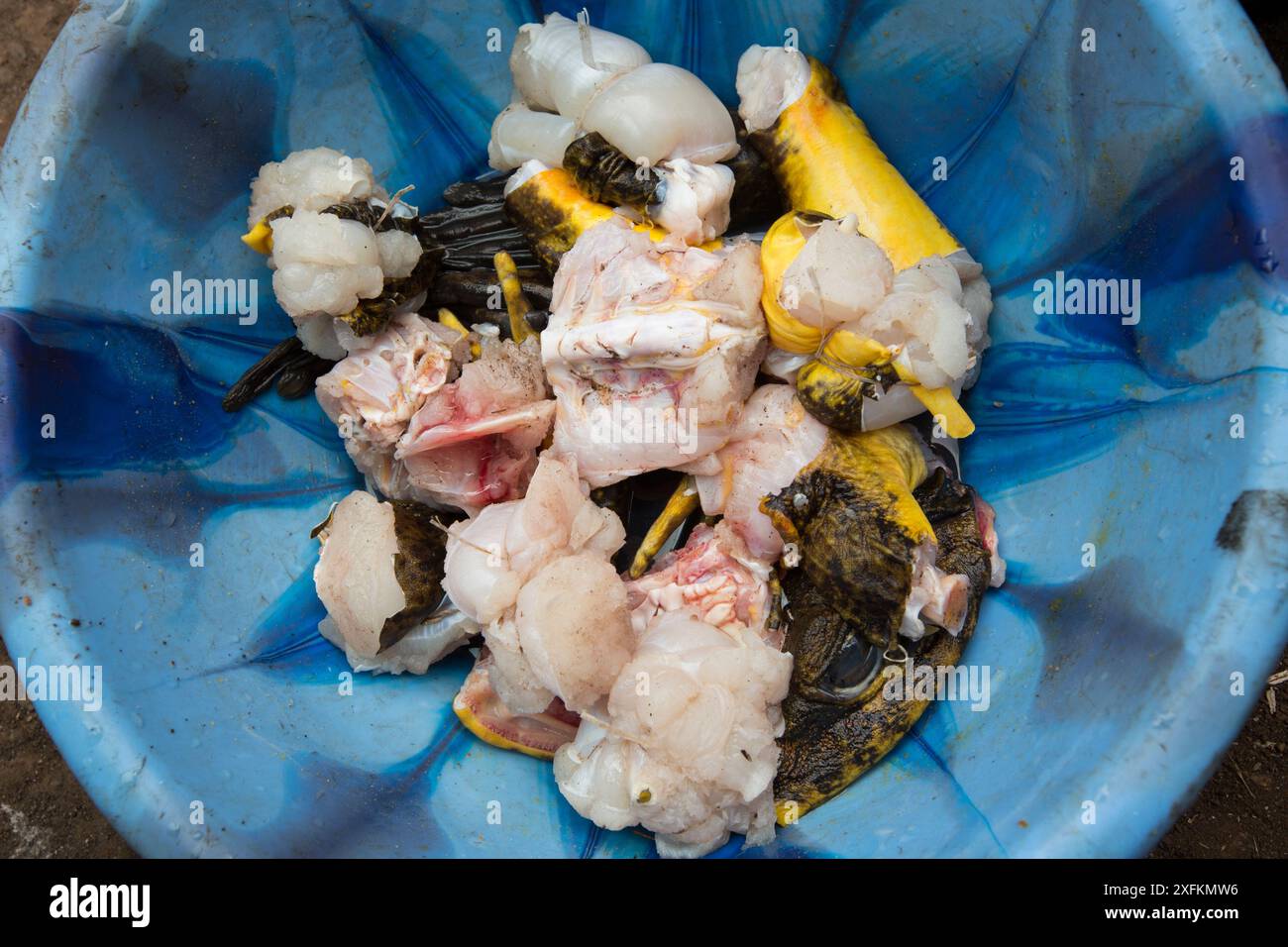 Goliath frog (Conraua goliath) meat, hunted for food, Cameroon Stock ...