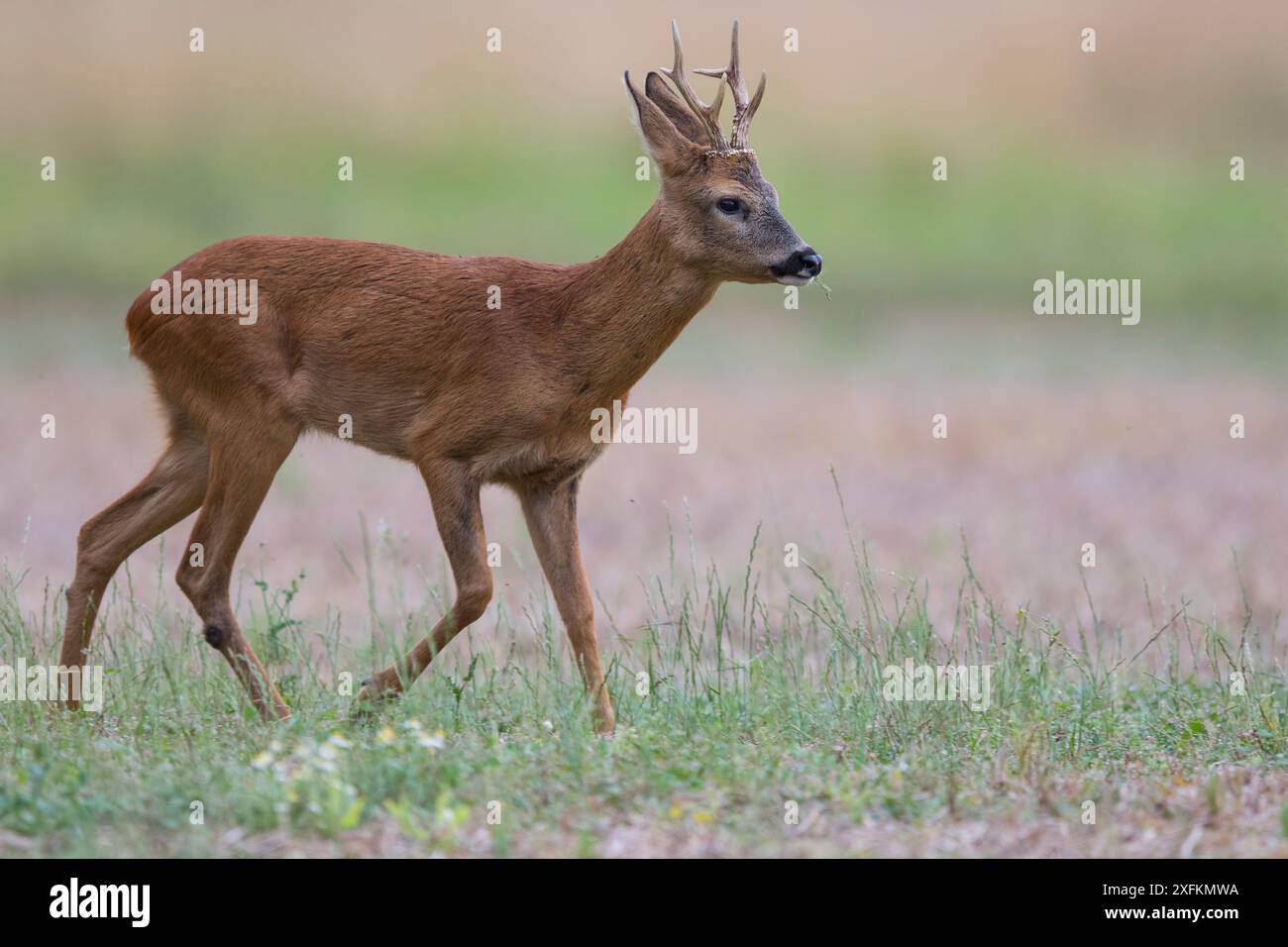 Mammal roe animal animals hi-res stock photography and images - Alamy