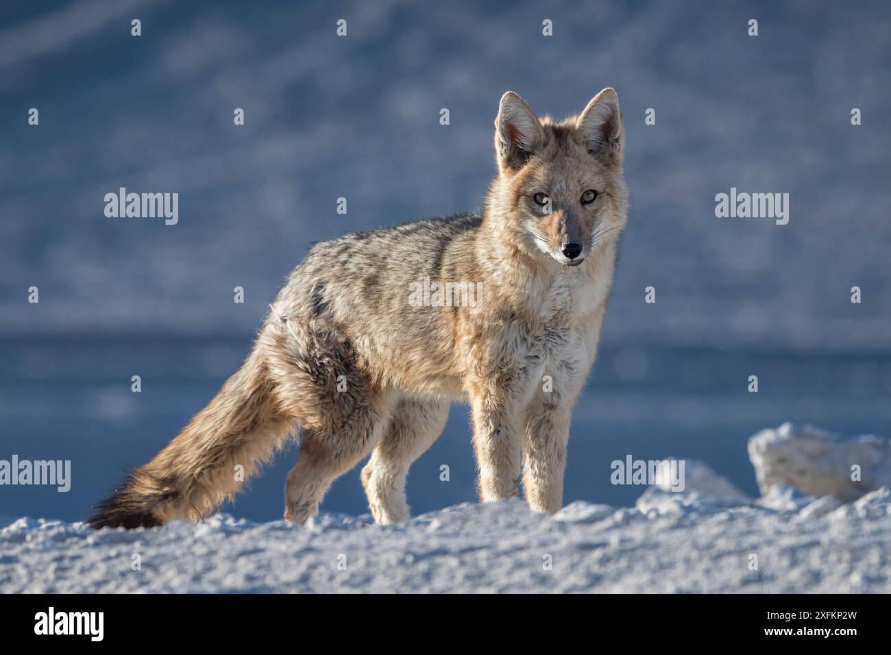 Verde zorro hi-res stock photography and images - Alamy