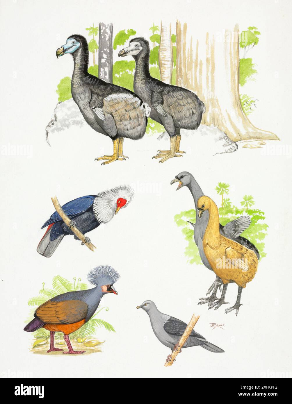 Extinct pigeons. Clockwise from top left:  Dodo (Raphus cucullatus) Extinct circa.1690, Rodrigues solitaire (Pezophaps solitaria) extinct, circa.1760, Rodrigues turtle dove (Nesoenas rodericana) extinct. circa 1750, Choiseul ground pigeon (Microgoura meeki) extinct 1904; Mauritius blue pigeon (Alectroenas nitidissima) extinct 1837 Stock Photo