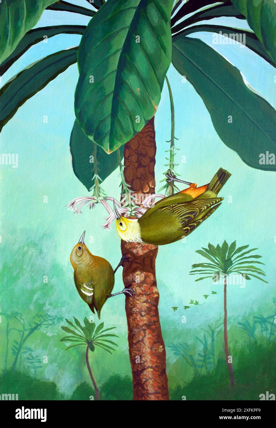 Illustration Of Extinct Birds Straight-billed Gaper (Aidemedia Chascax) (left) And Sickle-billed