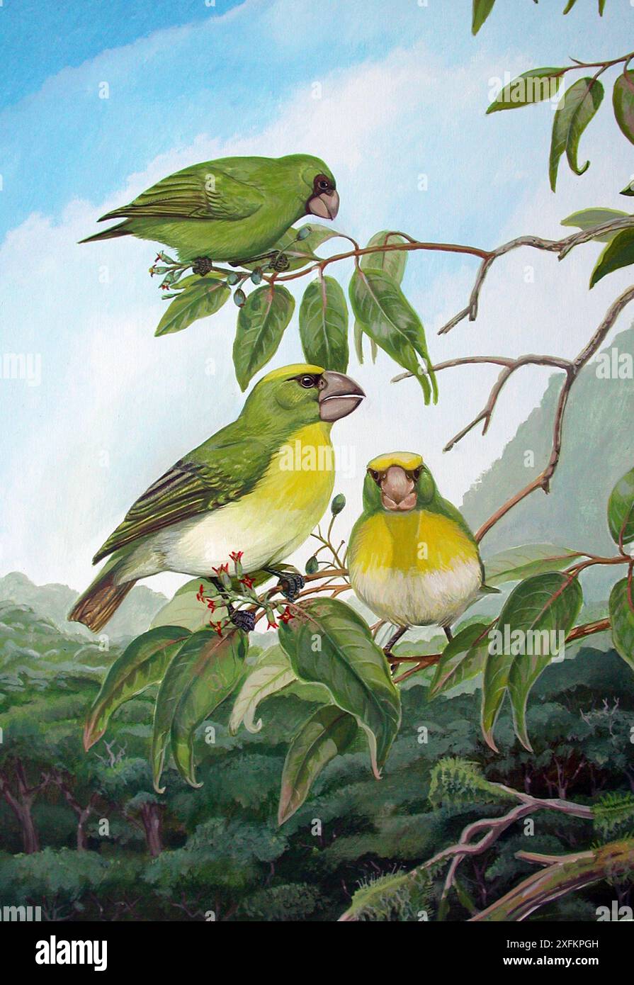King kong grosbeak hi-res stock photography and images - Alamy King kong grosbeak hi-res stock photography and images - Alamy