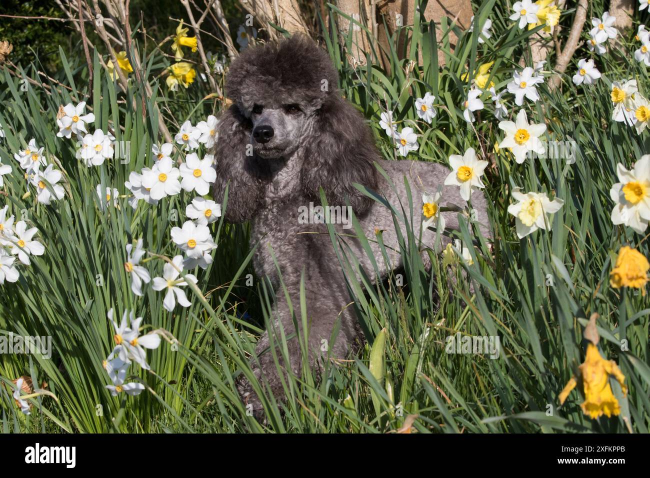 Grey miniature poodle dog hi res stock photography and images Alamy