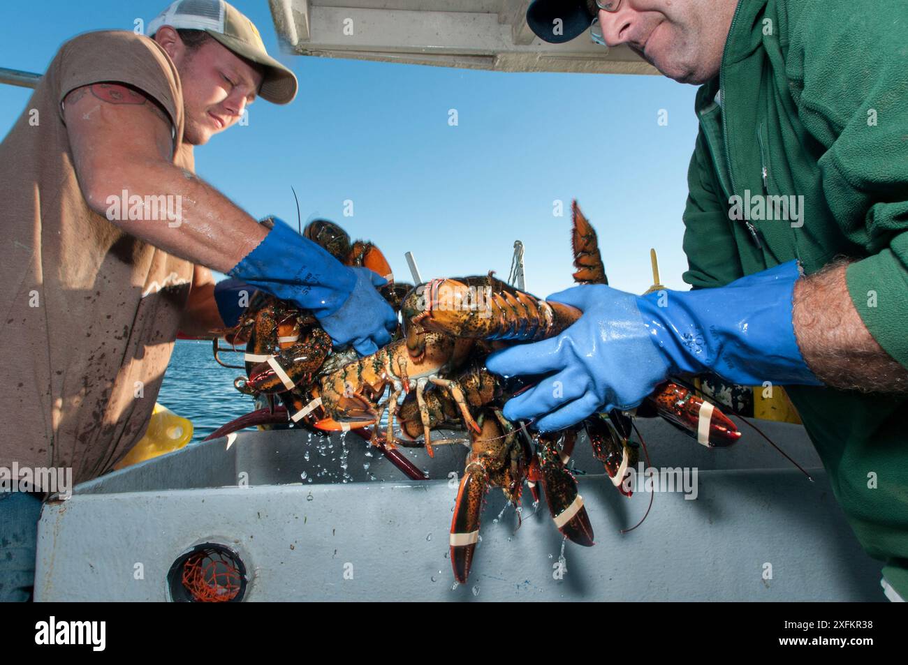 Fishermen unloading American lobsters (Homarus americanus) Portland, Maine USA October. Model released. Stock Photo