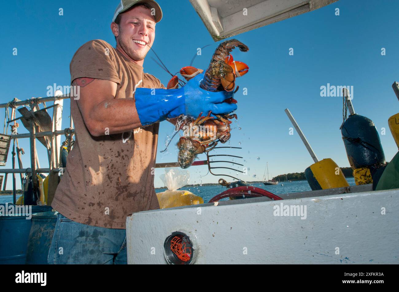 Fishermen unloading American lobsters (Homarus americanus) Portland, USA October. Model released. Stock Photo