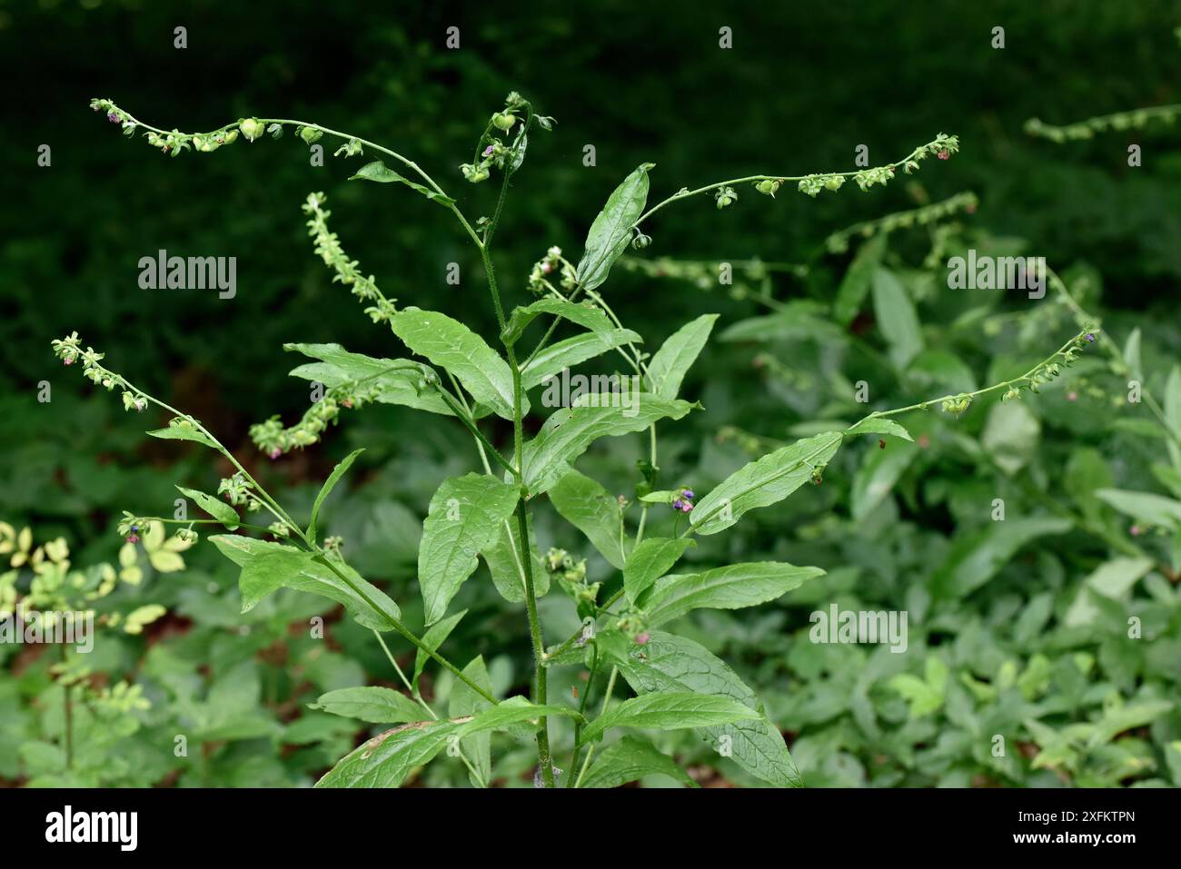 Green hounds tongue (Cynoglossum germanicum) A rare short lived perennial herb, RDB, Oxfordshire, England, UK, June Stock Photo