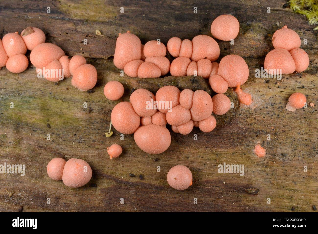Wolf's milk slime balls (Lycogale terrestre), the spore forming reproductive phase of this slime mould, on the surface of a mossy log in woodland, GWT Lower Woods reserve, Gloucestershire, UK, October. Stock Photo