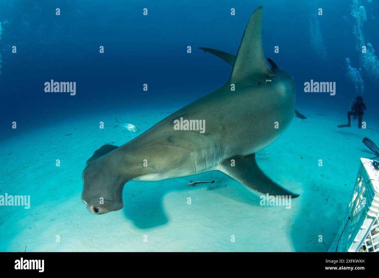 Great hammerhead shark (Sphyrna mokarran) with tracking device and a diver in the background, South Bimini, Bahamas. The Bahamas National Shark Sanctuary, West Atlantic Ocean. Stock Photo