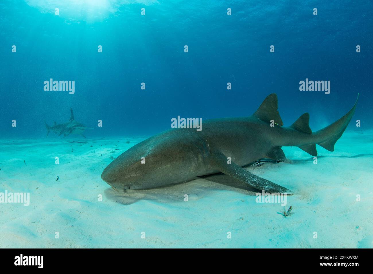 Nurse shark (Ginglymostoma cirratum) resting on seabed with a Great hammerhead shark (Sphyrna mokarran) swimming nearby,  South Bimini, Bahamas. The Bahamas National Shark Sanctuary, West Atlantic Ocean. Stock Photo