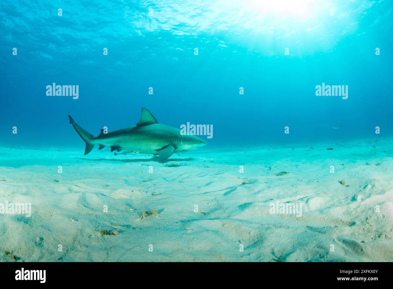 Bull shark (Carcharhinus leucas), swimming over sandy seabed, South Bimini, Bahamas. The Bahamas National Shark Sanctuary, West Atlantic Ocean. Stock Photo