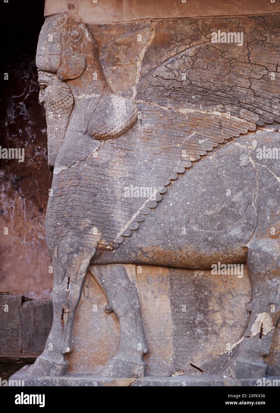 Ancient Assyrian human headed bull guarding the doorway to the palace of King Ashur Nasipal II at Nimrud, Iraq.  In 2014 Hatra was taken over by Islamic State militants and much of the site was destroyed in 2015. Stock Photo