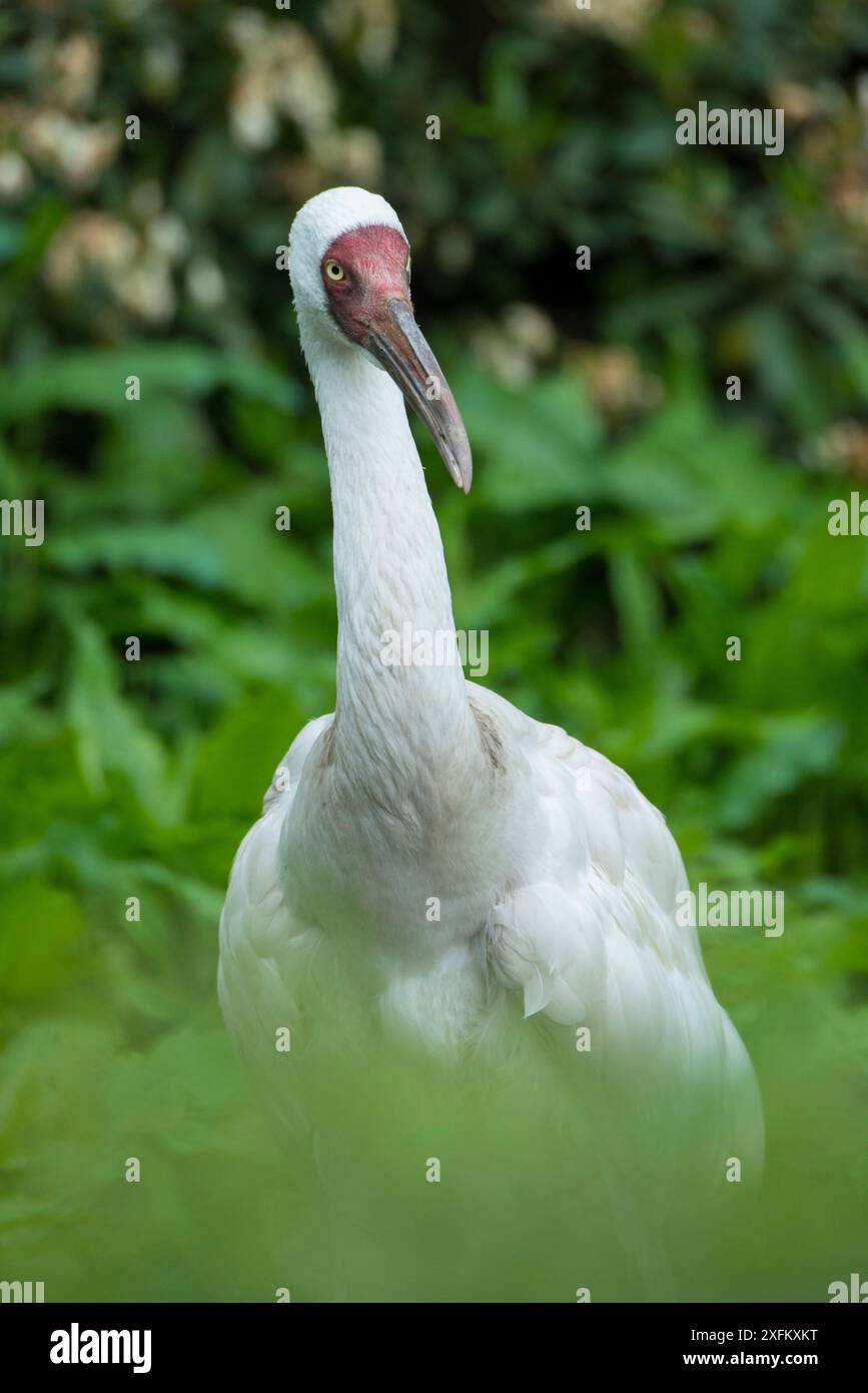 Siberian crane (Grus leucogeranus) critically endangered, captive Stock Photo