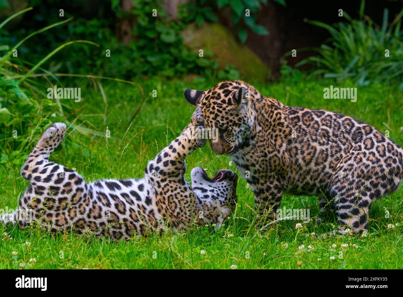 Jaguar (Panthera onca) male and female four month old cubs playing, native to Southern and Central America, captive Stock Photo