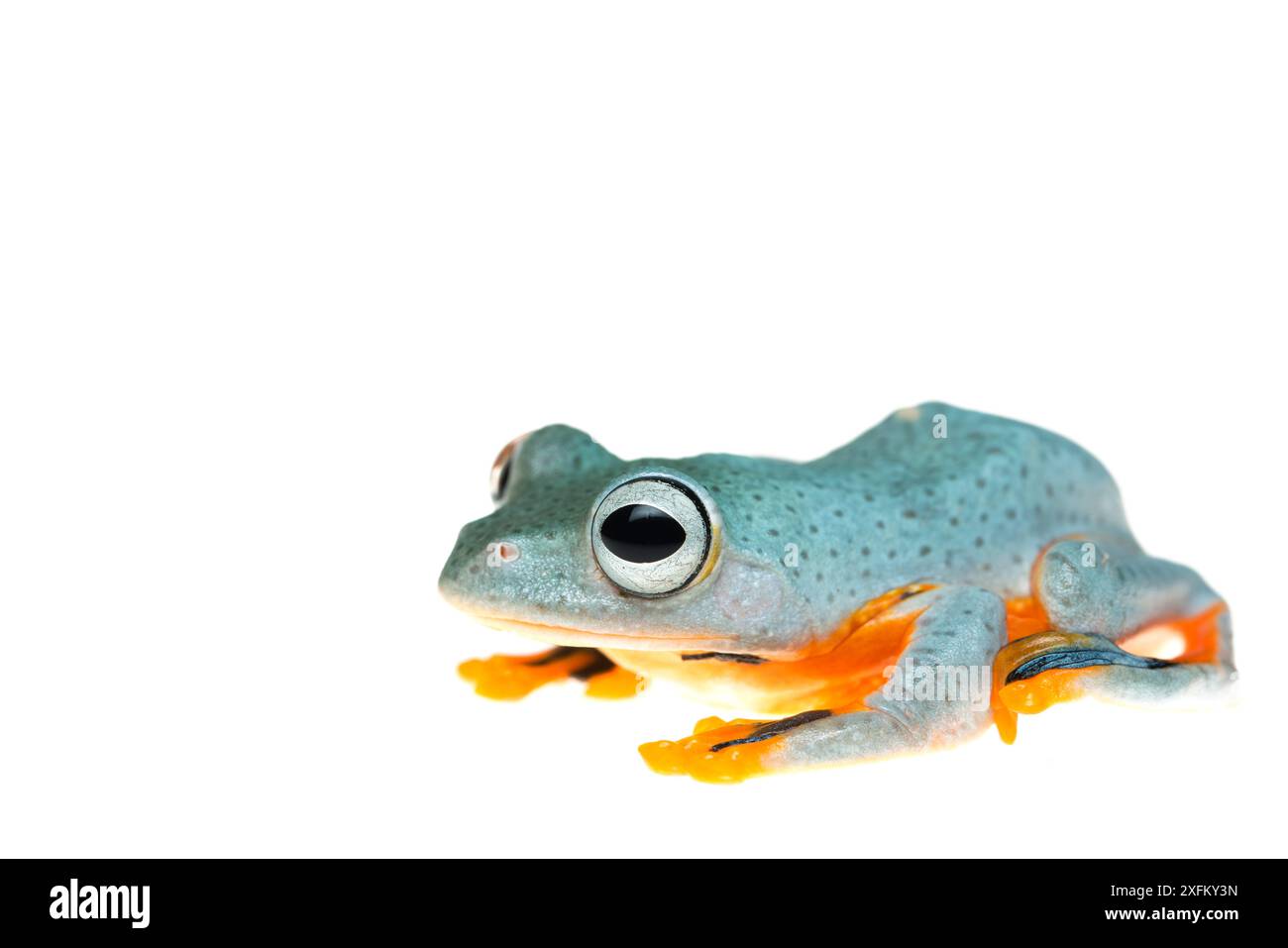 Reinwardt's flying frog (Rhacophorus reinwardtii) captive Stock Photo ...