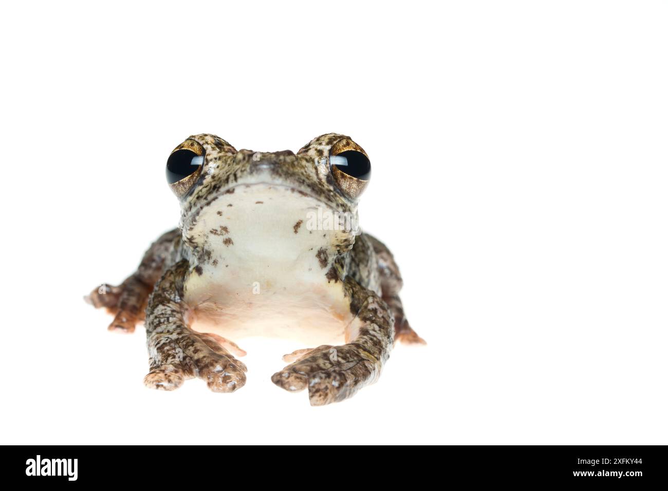 Annam flying frog (Rhacophorus annamensis) captive Stock Photo - Alamy