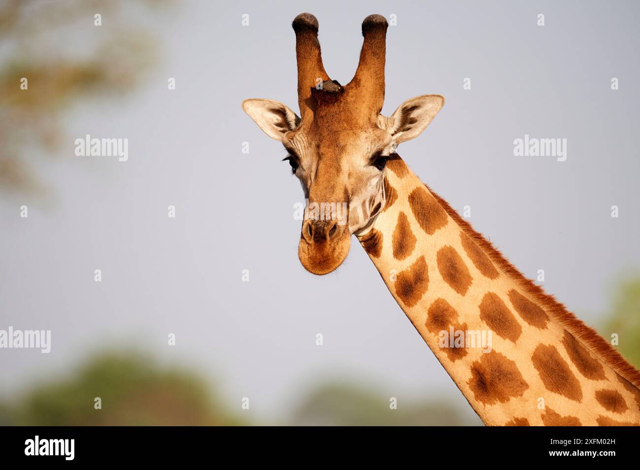 Head portrait Rothschild's giraffe (Giraffa camelopardalis rothschildi ...