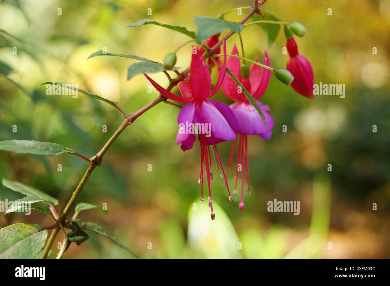 Fuchsia magellanica, or the hummingbird or hardy fuchsia, a flower in the evening primrose family Onagracaea, growing at Nooroo Gardens at Mt Wilson Stock Photo