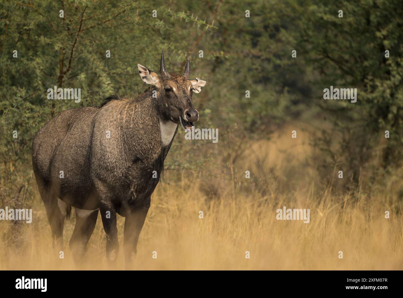 Nilgai or Blue bull (Boselaphus tragocamelus), front profile of ...