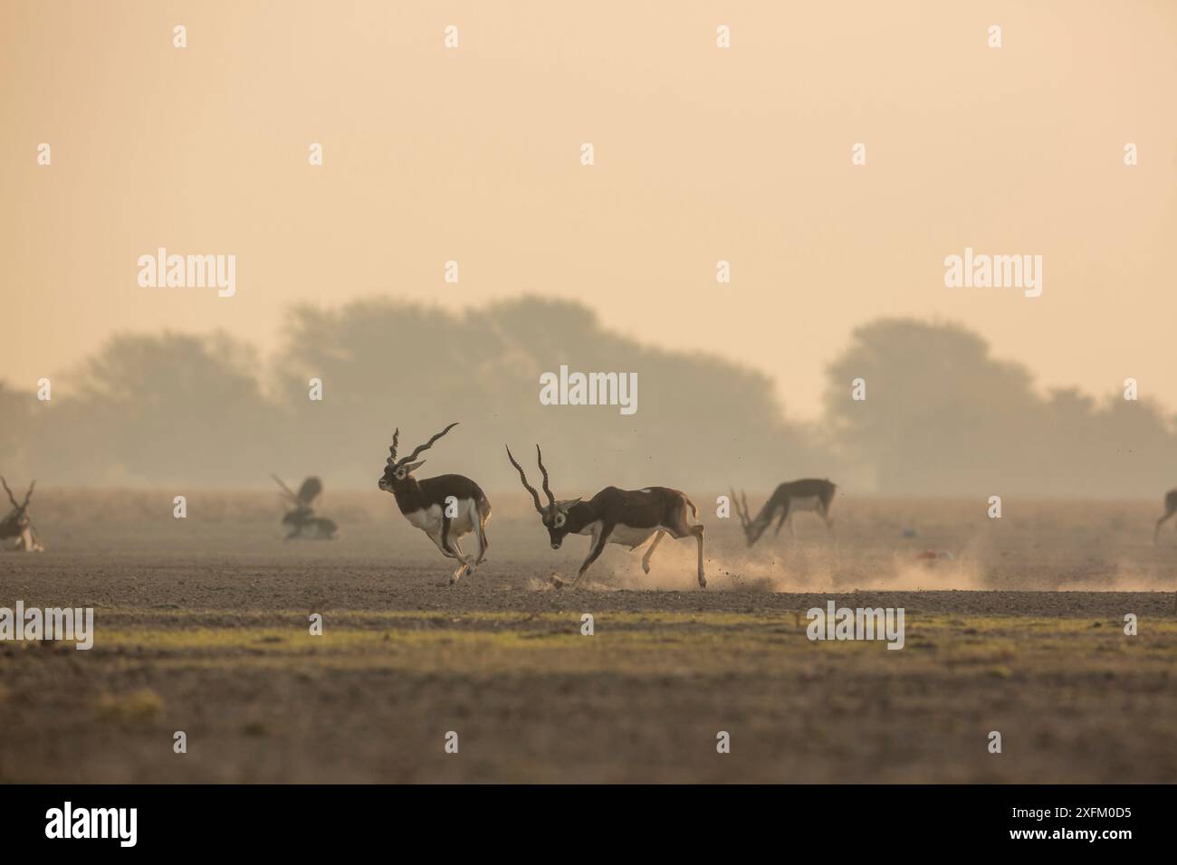 Blackbuck (Antelope cervicapra) male chasing another male from the ...