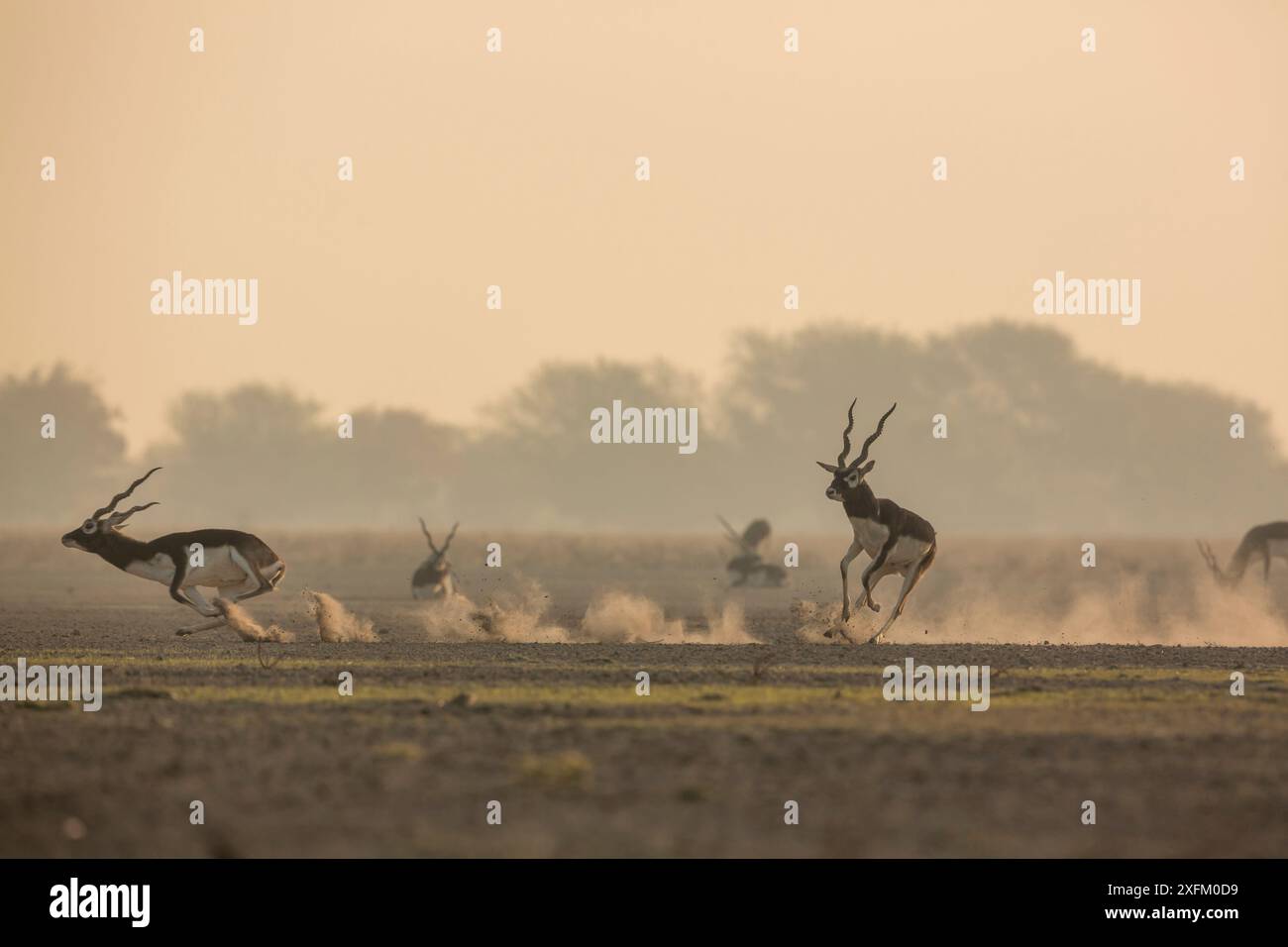 Blackbuck (Antelope cervicapra) male chasing another male from the ...