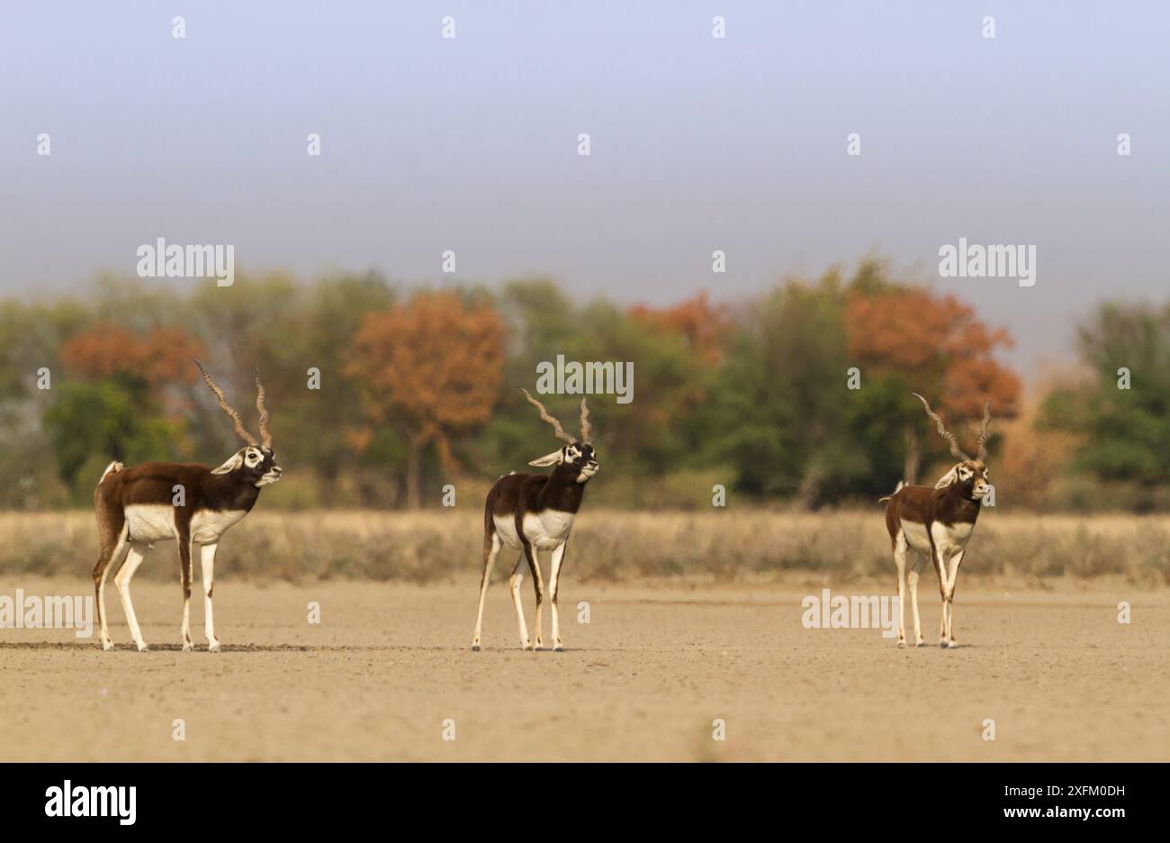 Blackbuck (Antelope cervicapra) males walking parallel during rut, Tal ...