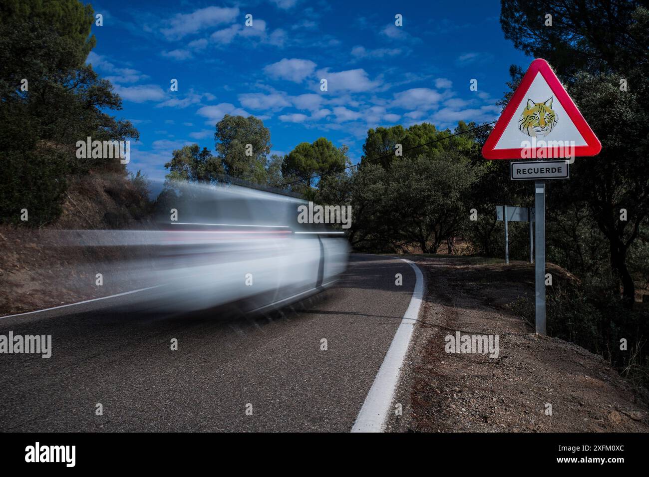 Iberian lynx (Lynx pardinus) warning road sign with blurred motion car ...