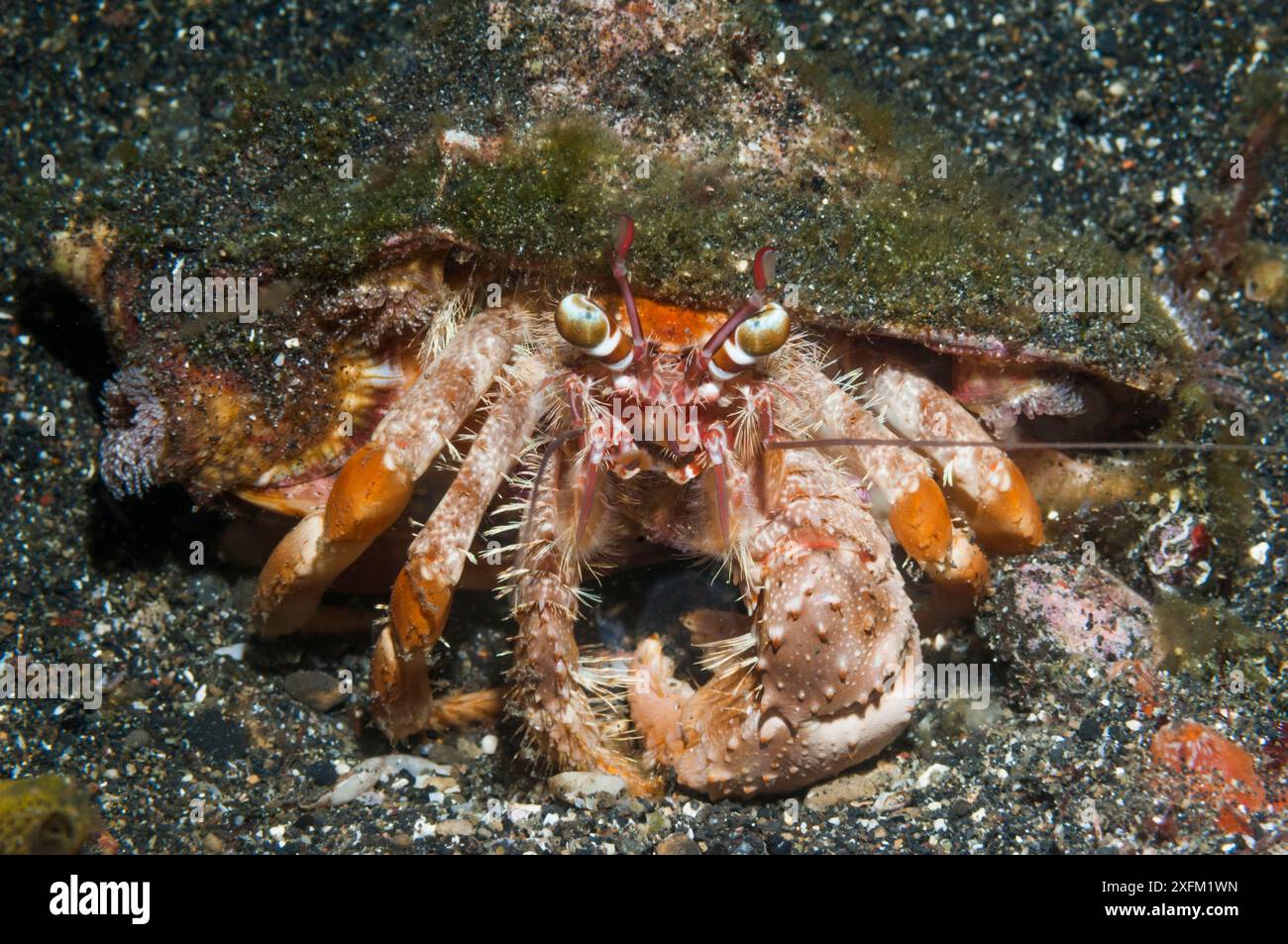 Jeweled anemone hermit crab (Dardanus gemmatus).  Lembeh Strait, North Sulawesi, Indonesia. Stock Photo