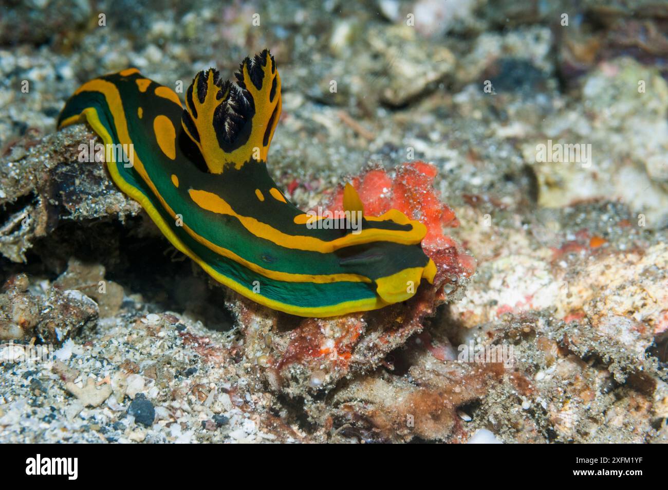 Wildlife of south east asia hi-res stock photography and images - Alamy