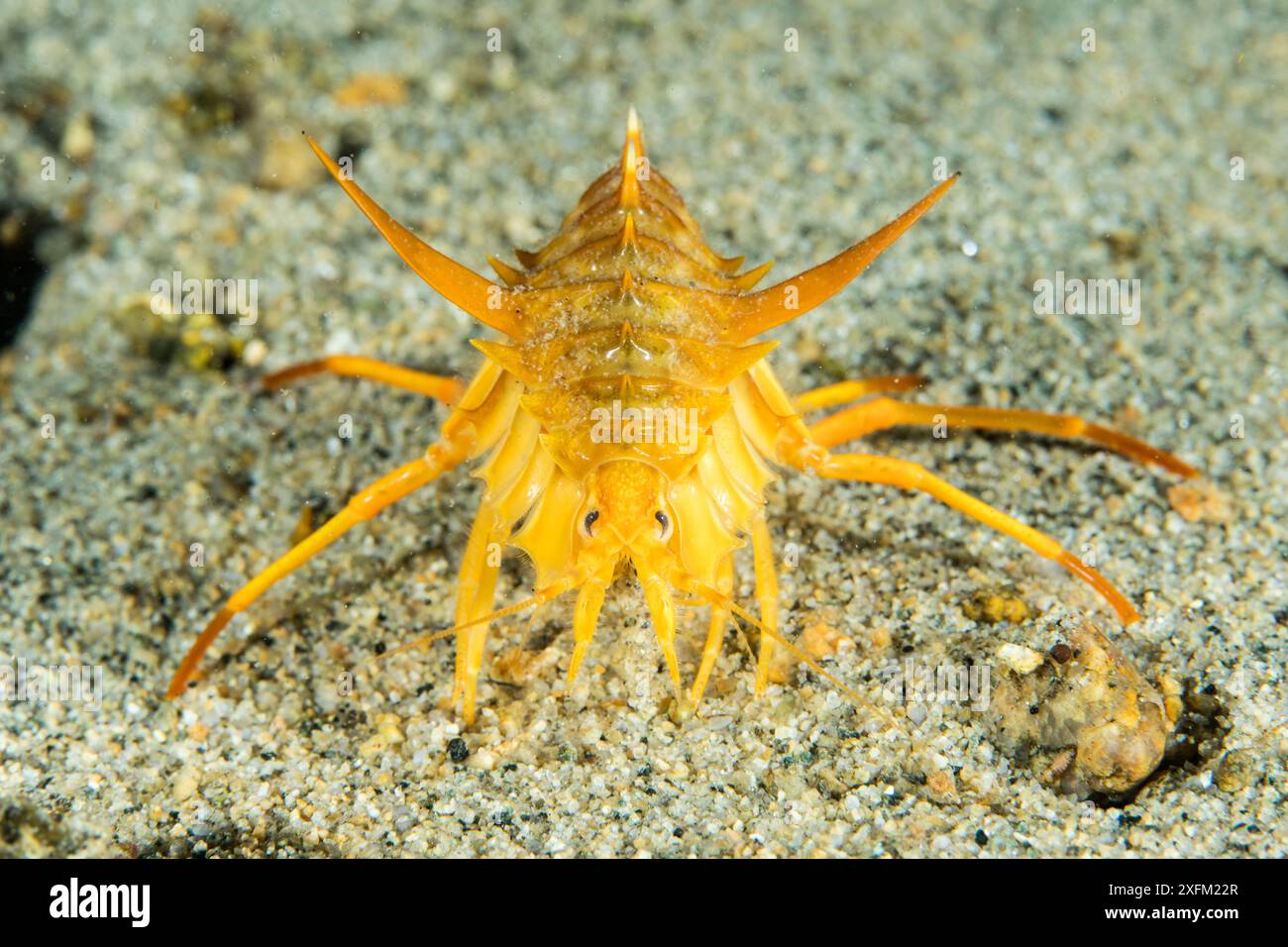 Freshwater amphipod (Acanthogammarus victorii), Lake Baikal, Siberia, Russia Stock Photo