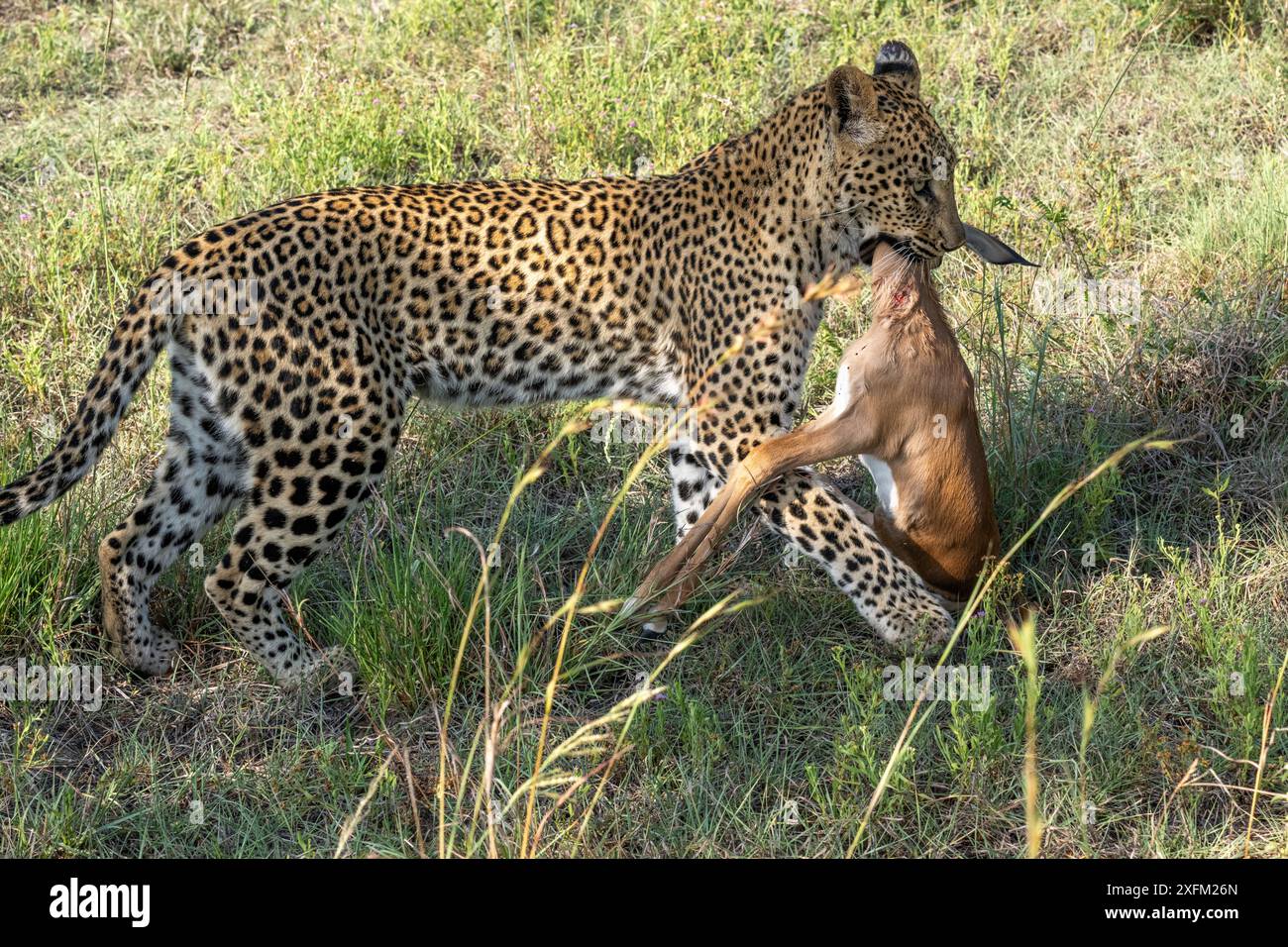 Leopard with Impala Kill Stock Photo - Alamy