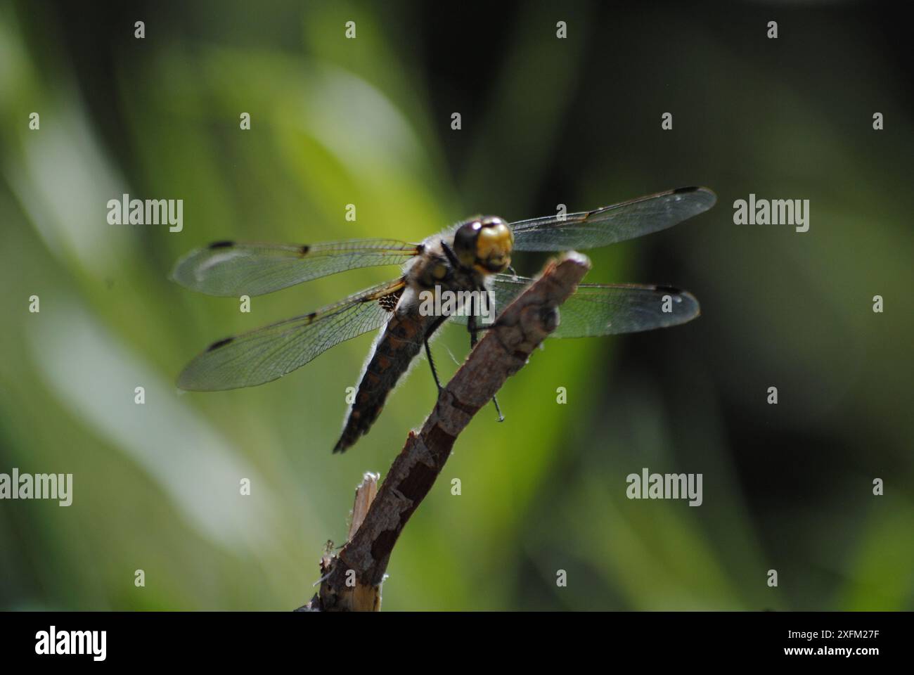 green dragonfly still on stick Stock Photo - Alamy