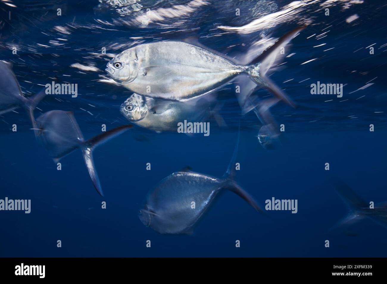 Steel Pompano (Trachinotus stilbe), Roca Partida islet, Revillagigedo Archipelago Biosphere Reserve / Archipielago de Revillagigedo UNESCO Natural World Heritage Site (Socorro Islands), Pacific Ocean, Western Mexico, March Stock Photo