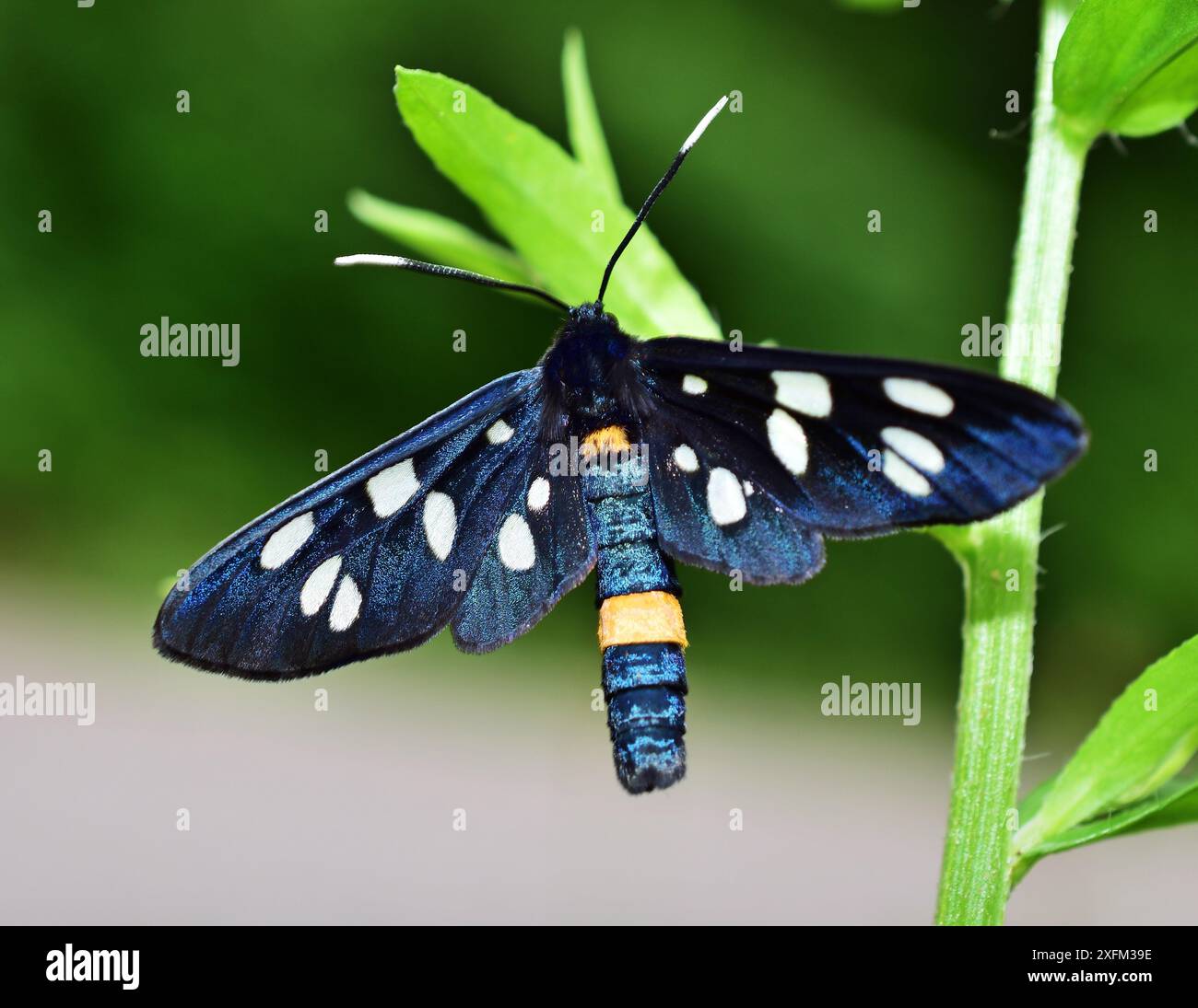 Nine-spotted moth or yellow belted burnet (Amata phegea) Stock Photo