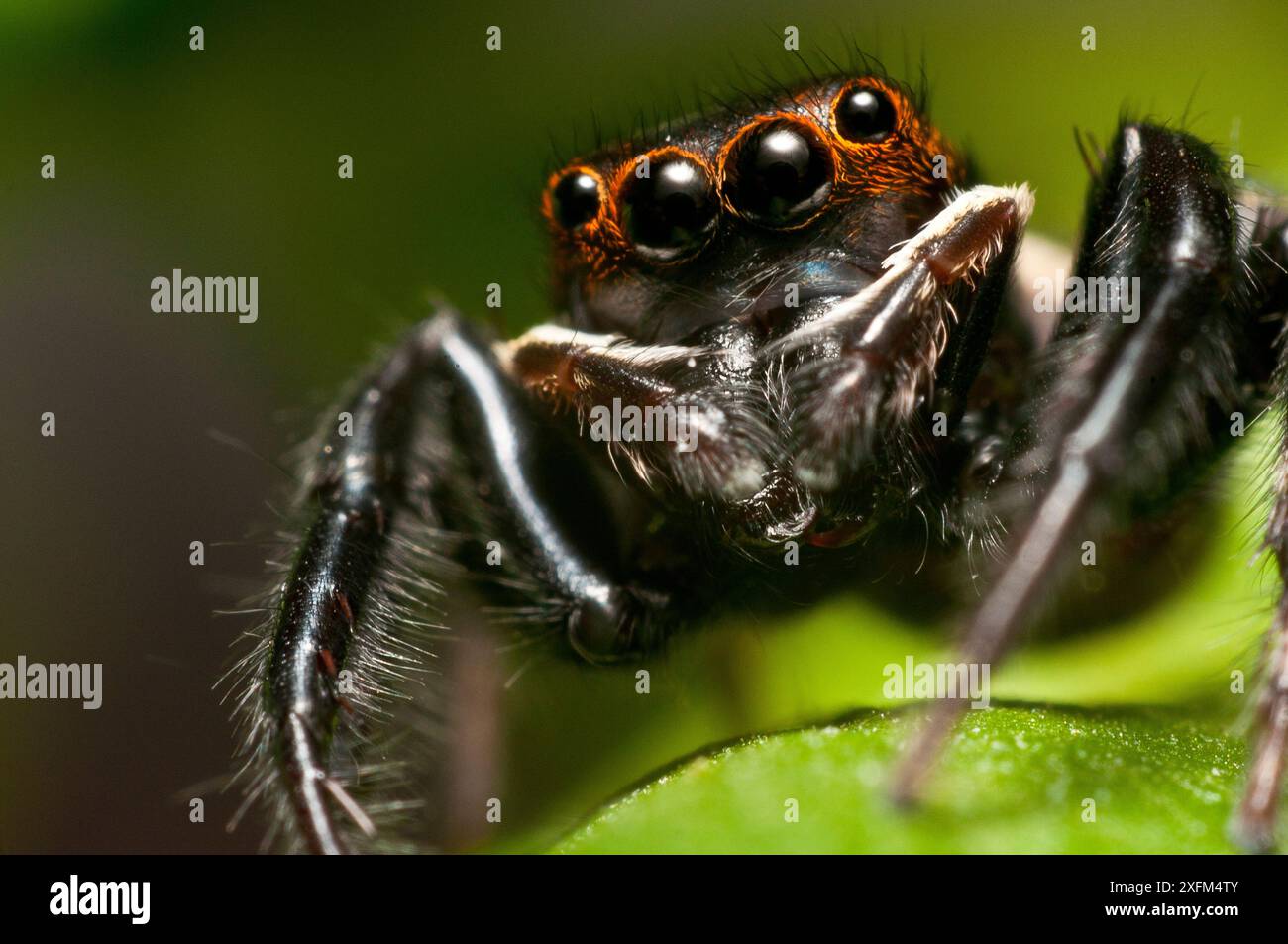 Jumping spider (Euophrys frontalis) portrait, captive Stock Photo Alamy