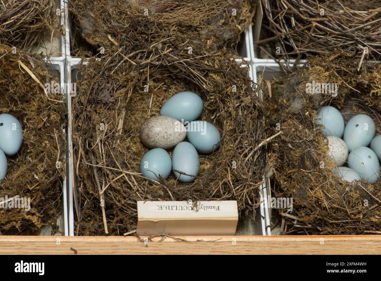 Cuckoo (Cuculus canorus) egg in clutch of Robin eggs. Museum specimen collected from Surrey, UK. Stock Photo