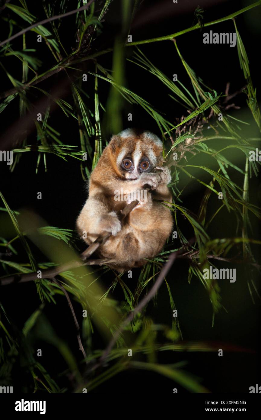Nycticebus ornatus hi-res stock photography and images - Alamy