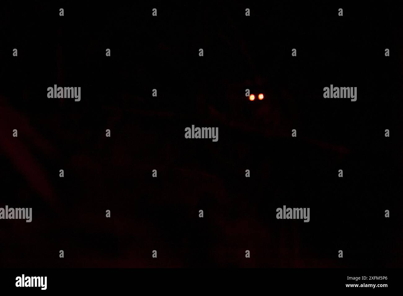 Javan slow loris (Nycticebus javanicus), eye shine from an adult ...