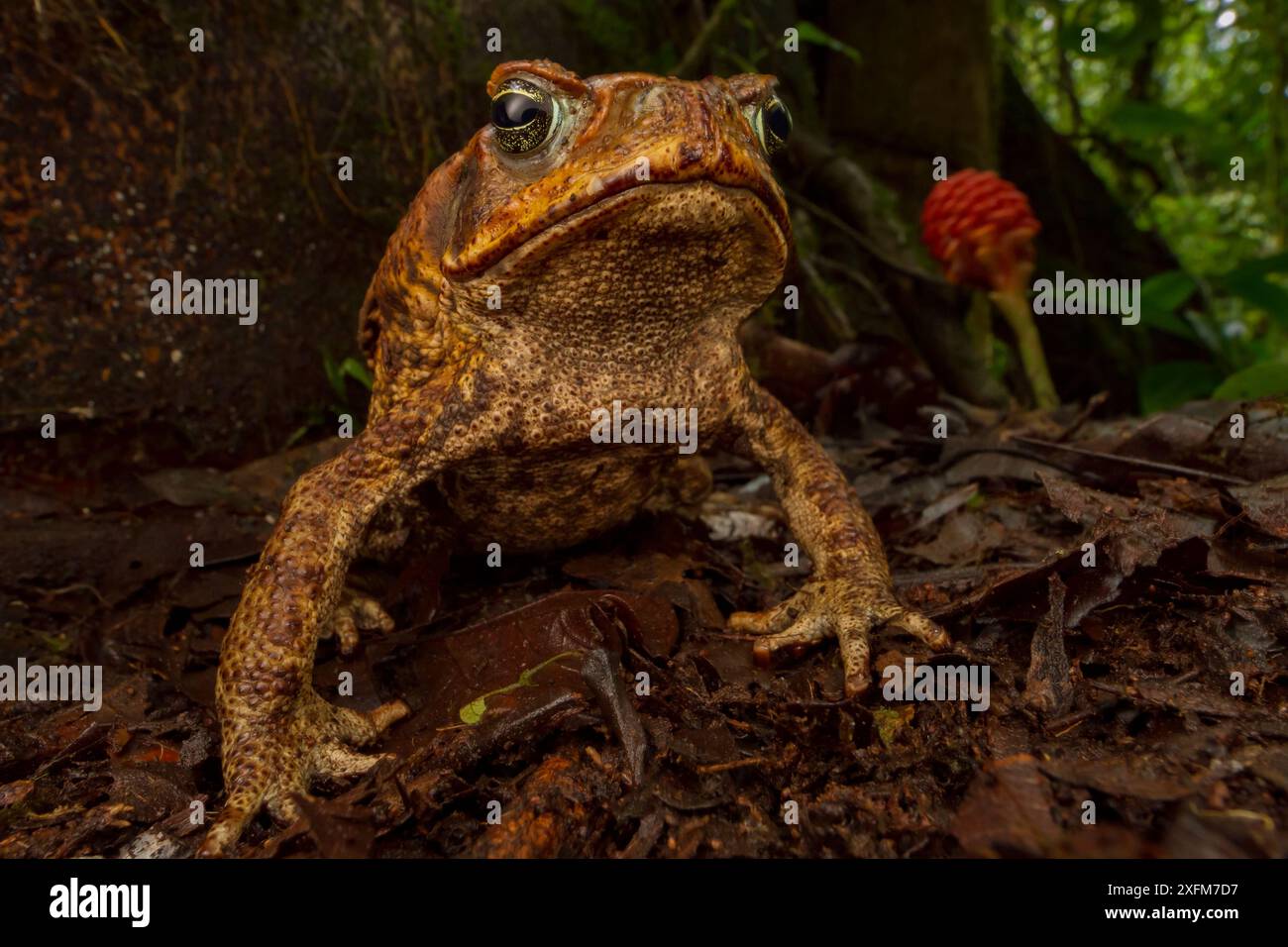 Cane toad (Rhinella marina) in native habitat. Las Cruces Biological ...