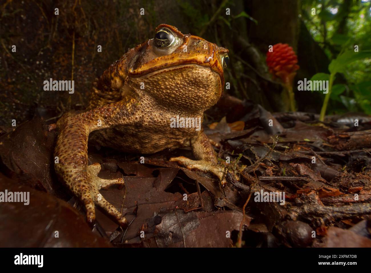 Cane toad (Rhinella marina) in native habitat. Las Cruces Biological ...