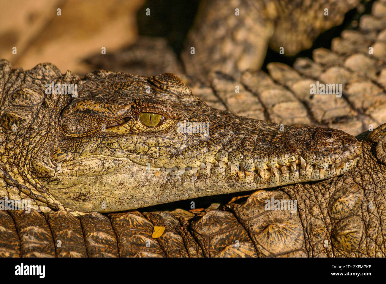 Nile crocodiles (Crocodylus niloticus) close up, basking sun, St. Lucia ...