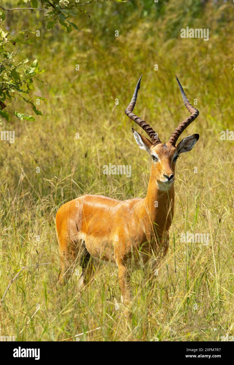 Ram Rips Rug During the rut an Impala ram has a stressful time constantly having to ...