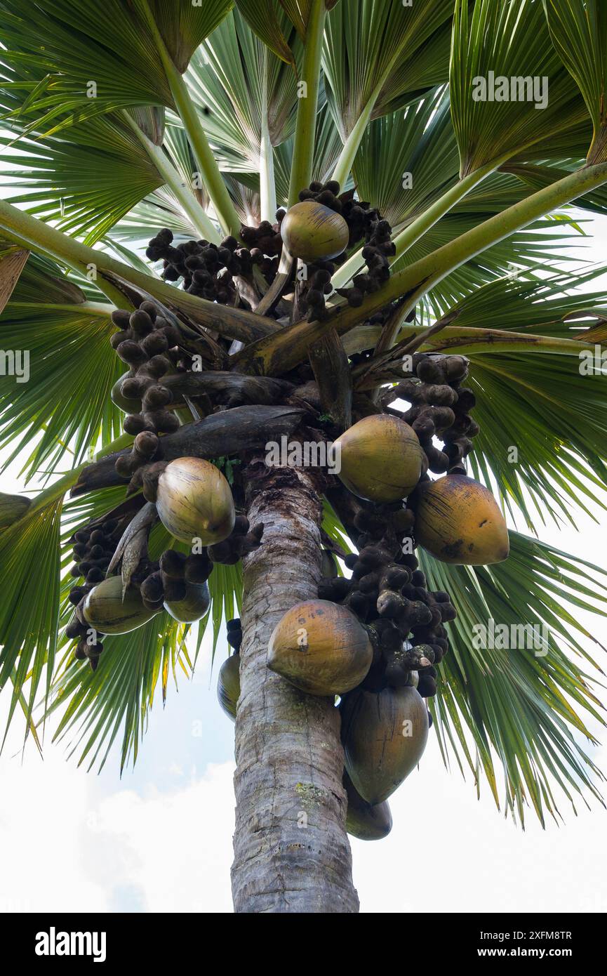 Coco de mer palm tree (Lodoicea maldivica) with fruits, Victoria Botanical Garden, Mahe Island