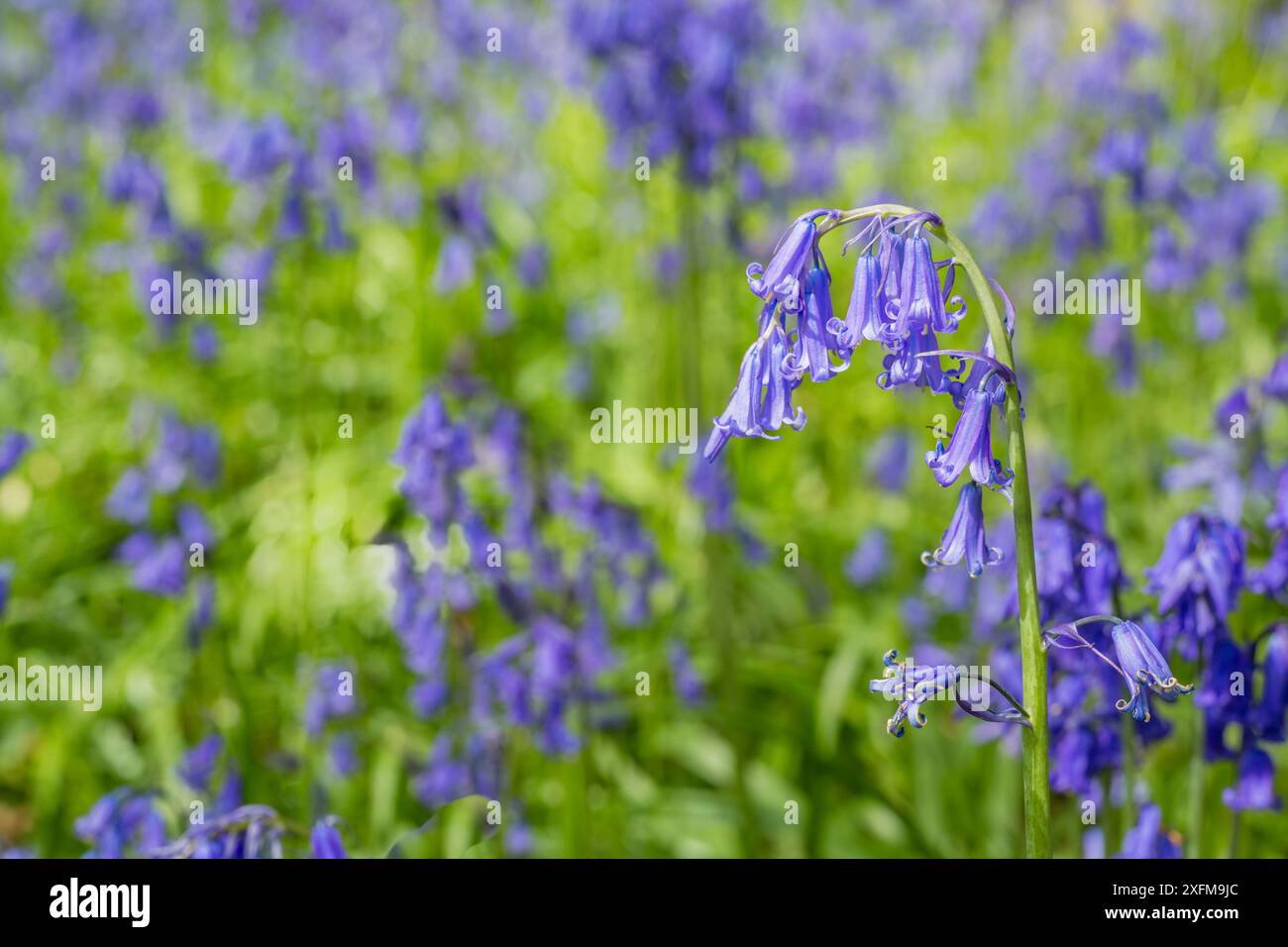 Non flowering vascular plants hi-res stock photography and images - Alamy