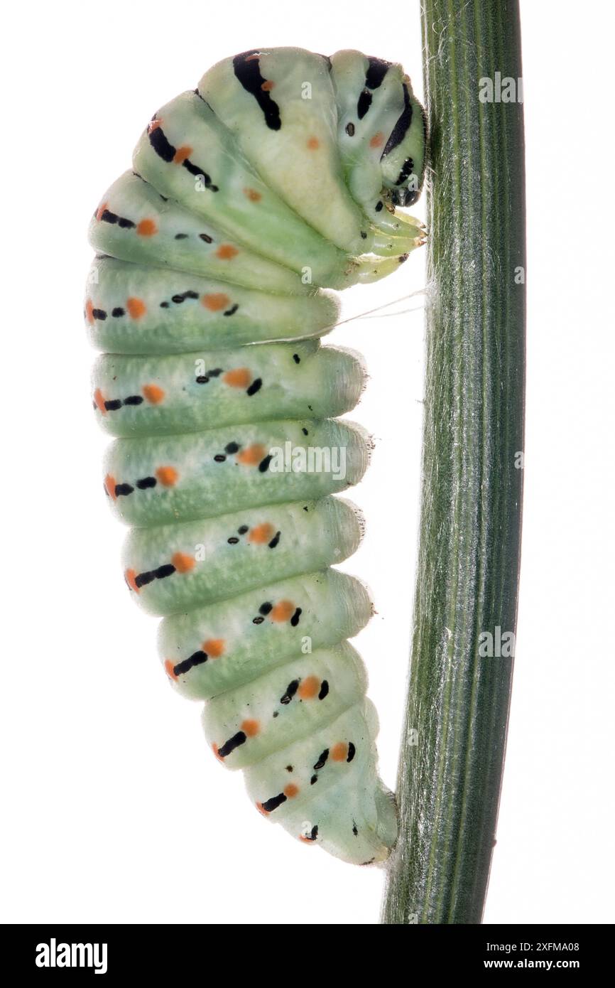 Common swallowtail larva (Papilio machaon) final  instar on larval foodplant Fennel (Ferula communis). The larval body has shortened and it is attached to the stem just before forming the chrysalis. Stock Photo