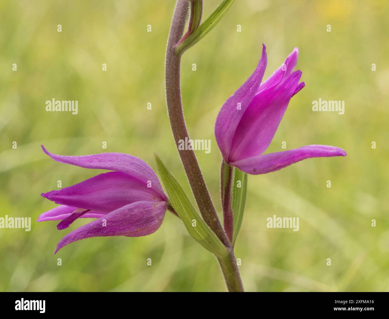 Red helleborine (Cephalanthera rubra) Sibillini, near Preci, Italy June. Stock Photo
