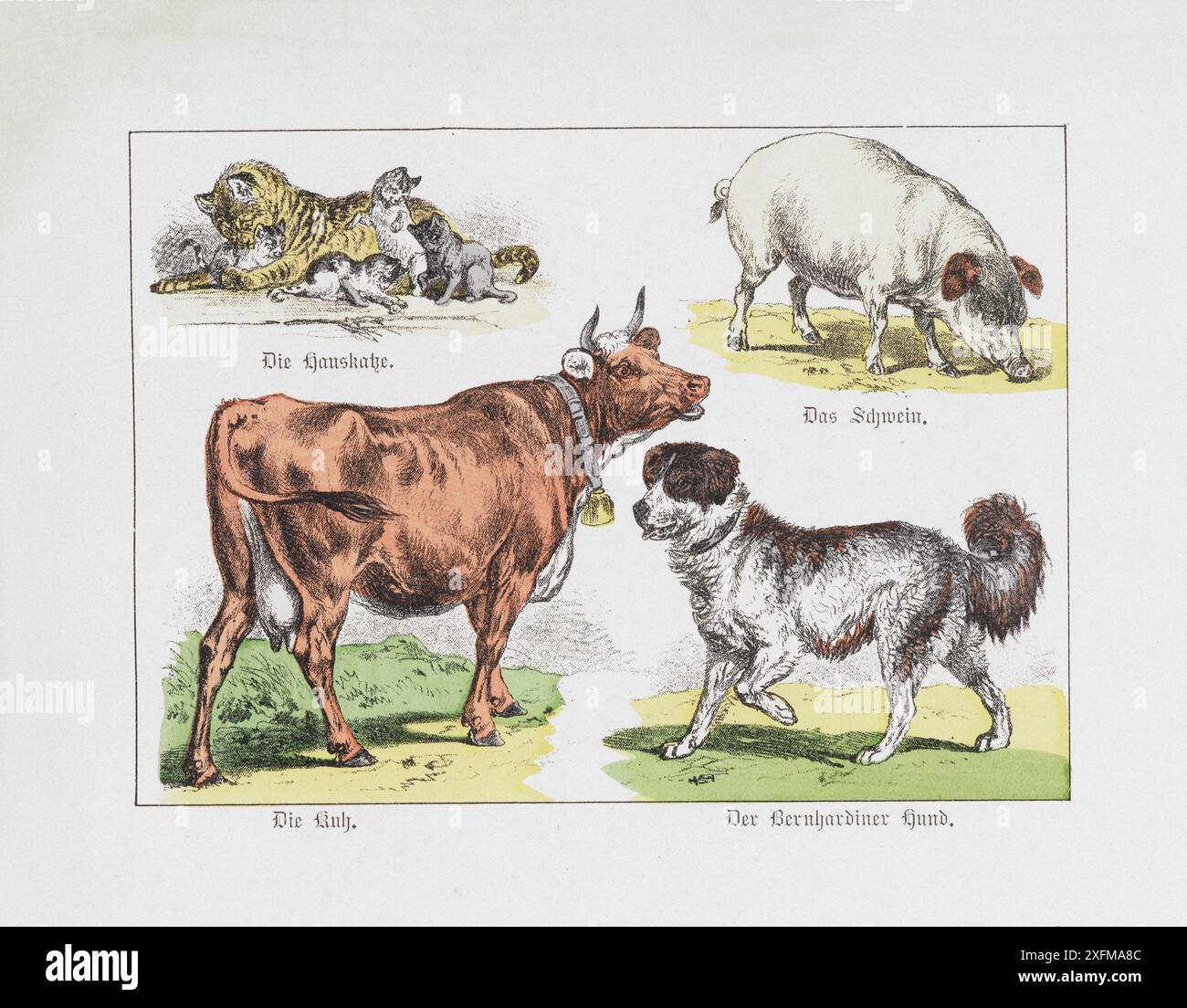 Color lithograph of domestic animals. Part V. Germany, 1870 Domestic cat, pig, cow, dog (St. Bernard). Stock Photo